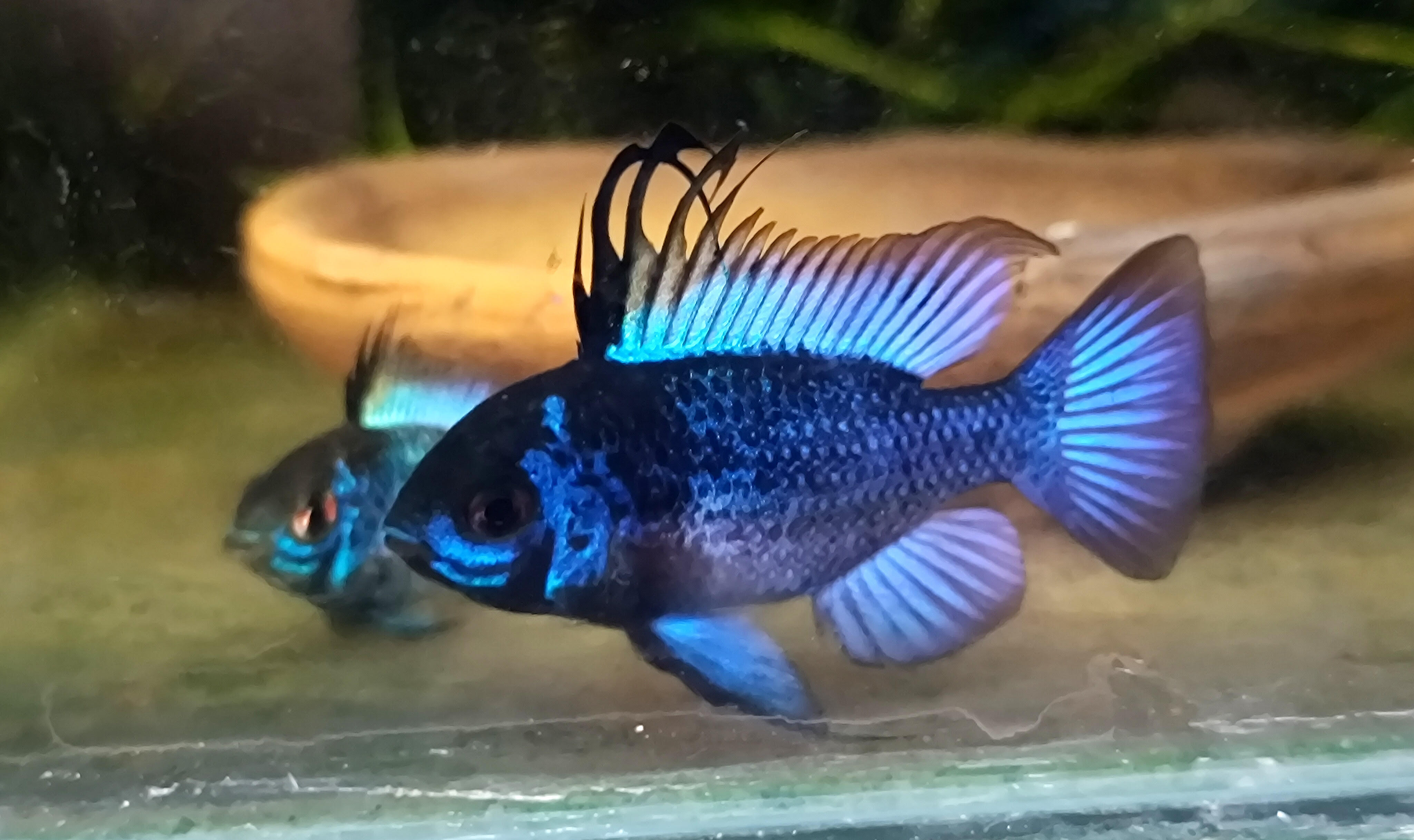 Blue knight ramirezi