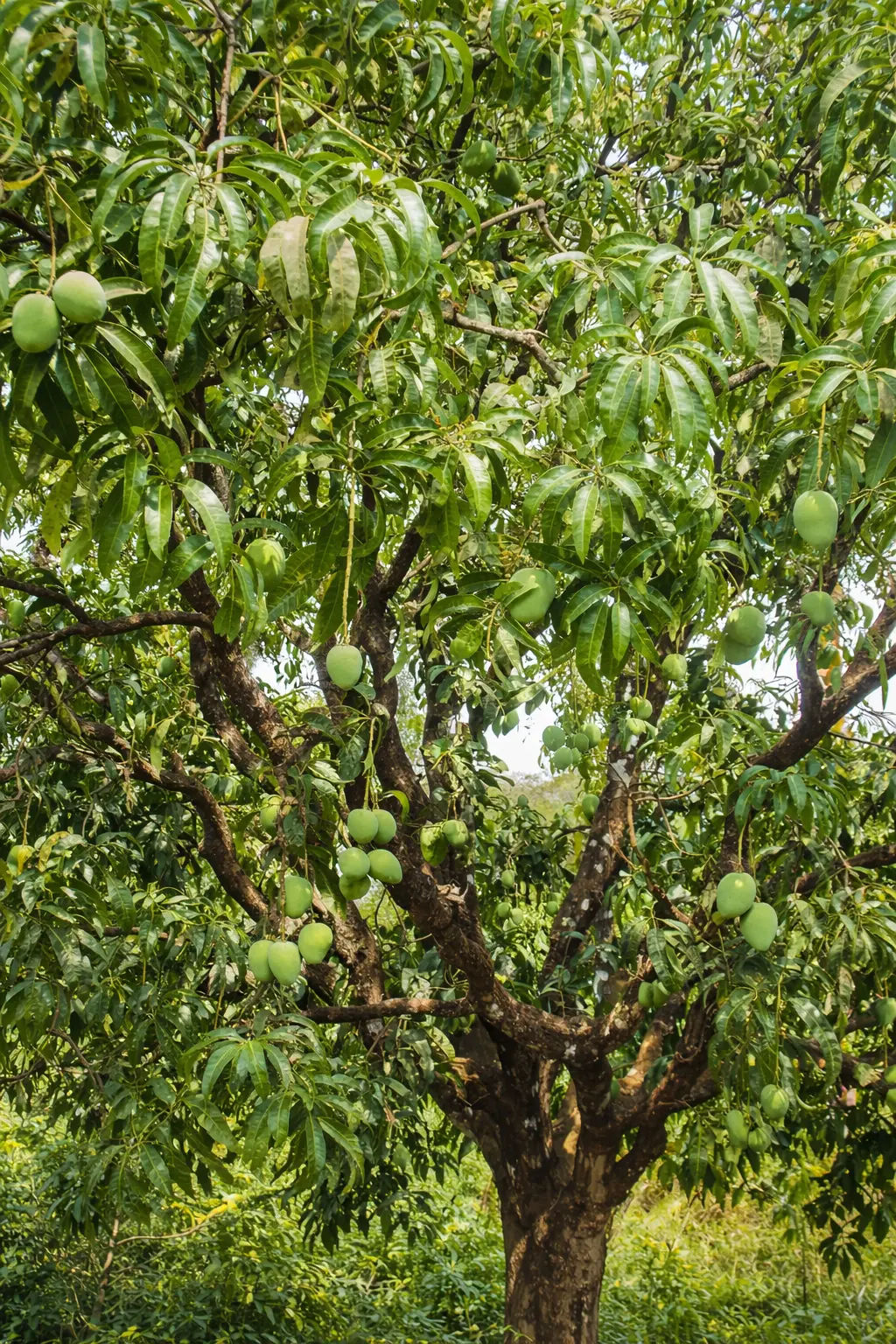 ratnagiri alphonso mango growth stage