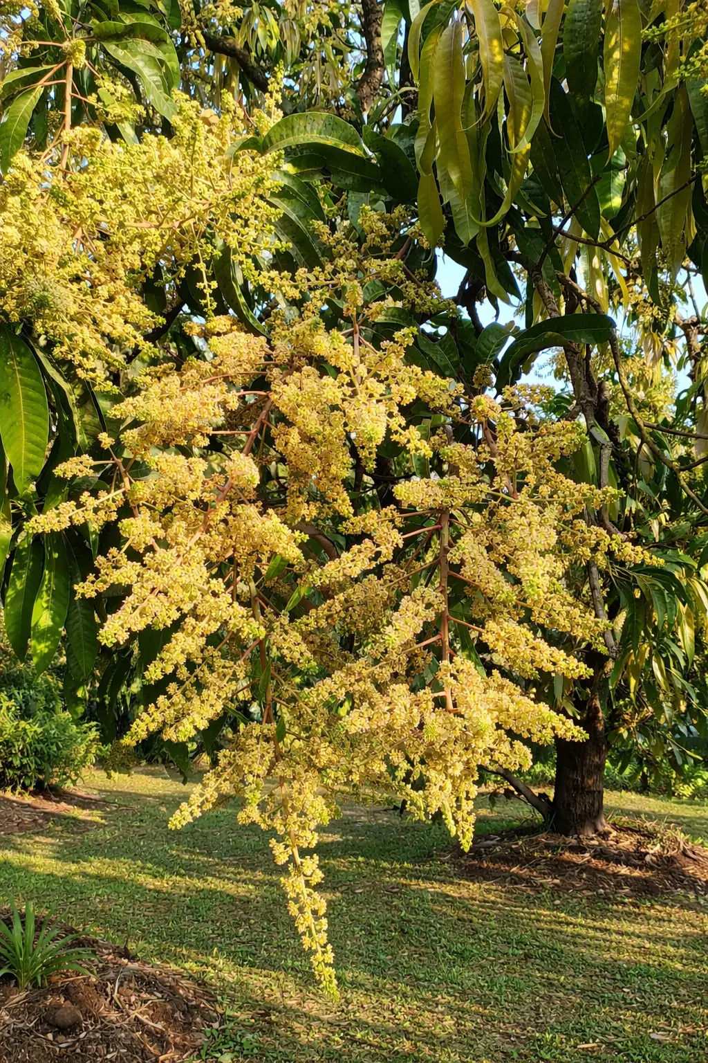 ratnagiri alphonso mango blossming