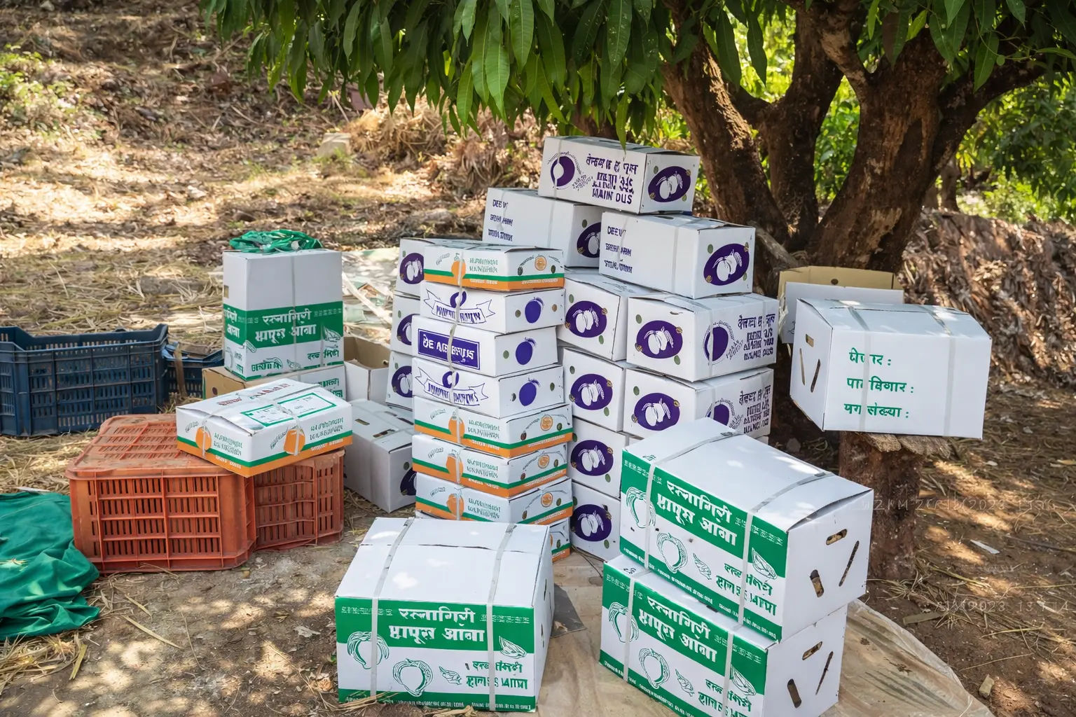 ratnagiri alphonso mango dispatch