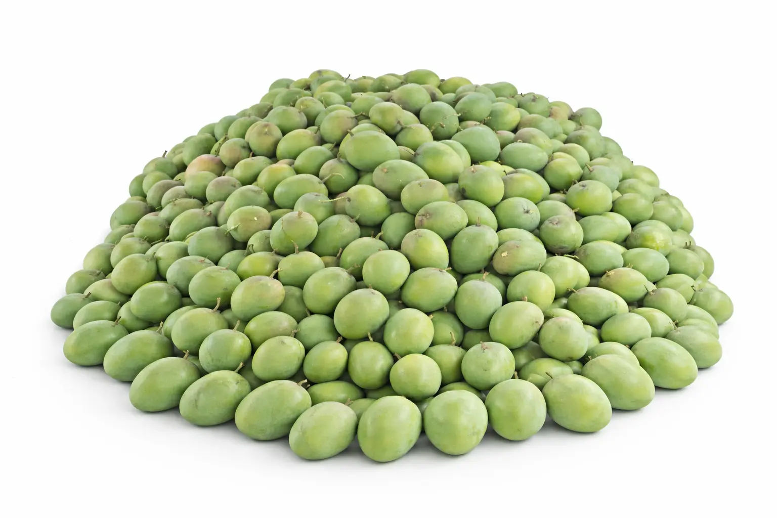 ratnagiri alphonso mango harvest