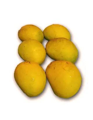 Ratnagiri Alphonso Mango, 12 pieces (approx. 200gm/pc)