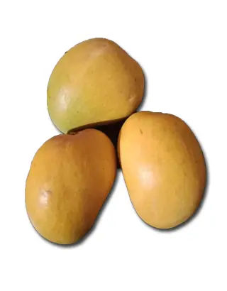 Devgad Alphonso Mango, 12 pieces (approx. 200gm/pc)