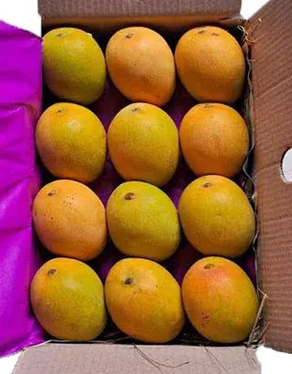Ratnagiri Alphonso Mango, 12 pieces (approx. 150gm/pc)
