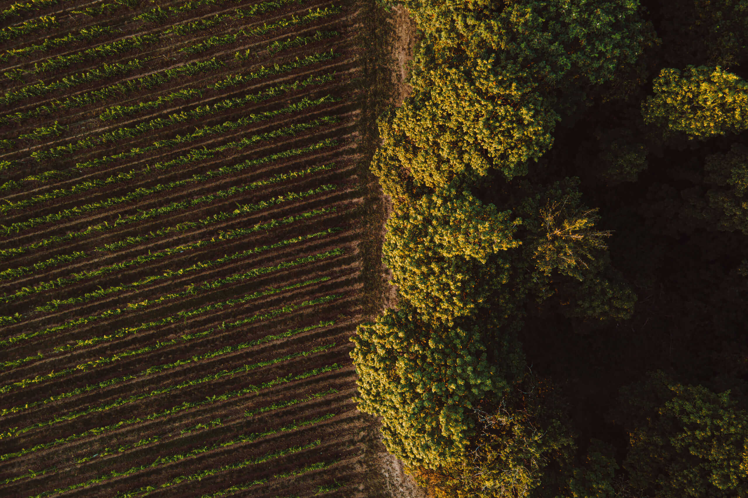 Politique de confidentialité - Ducourt