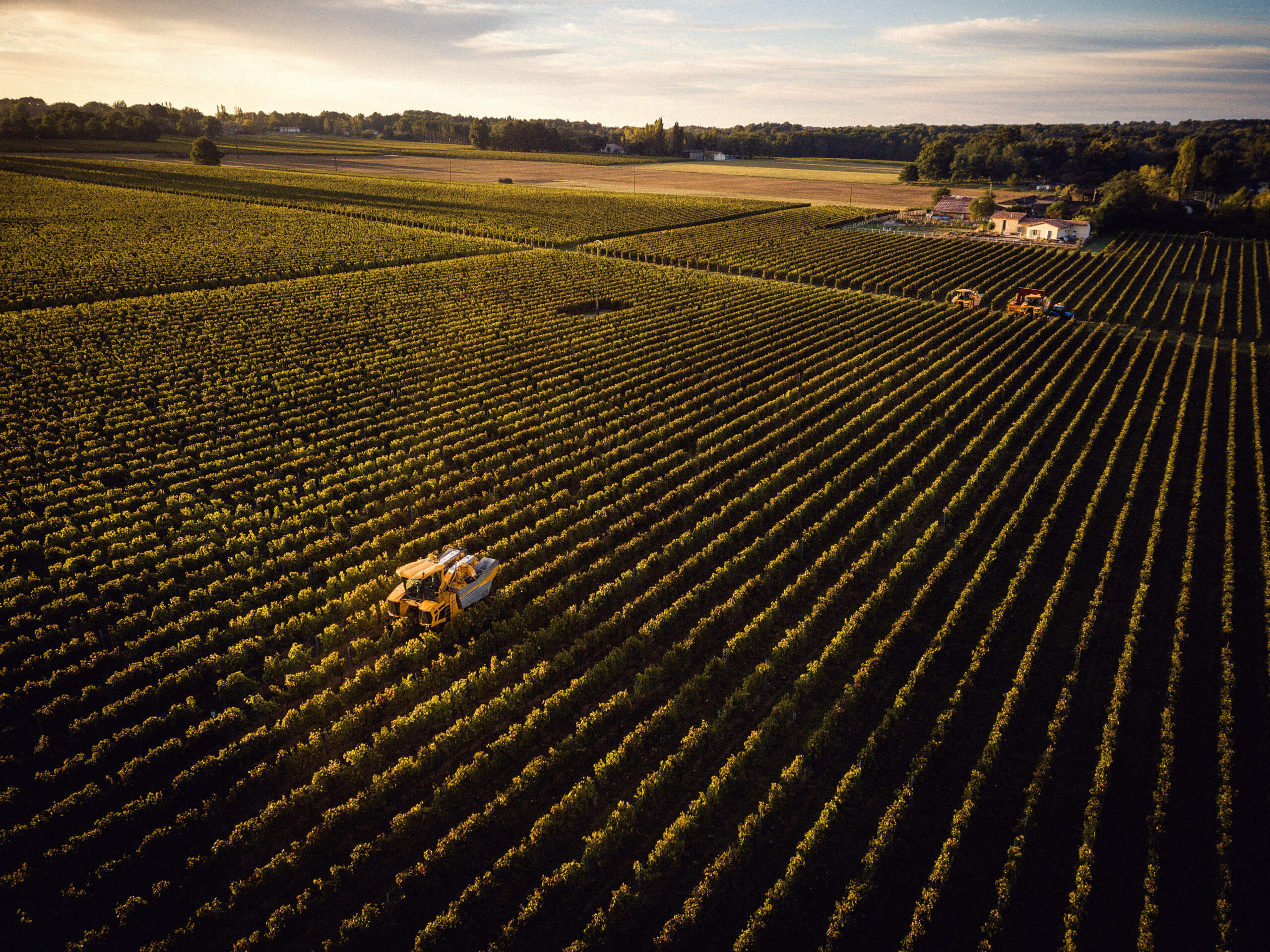 Vue aérienne du vignoble de la famille Ducourt
