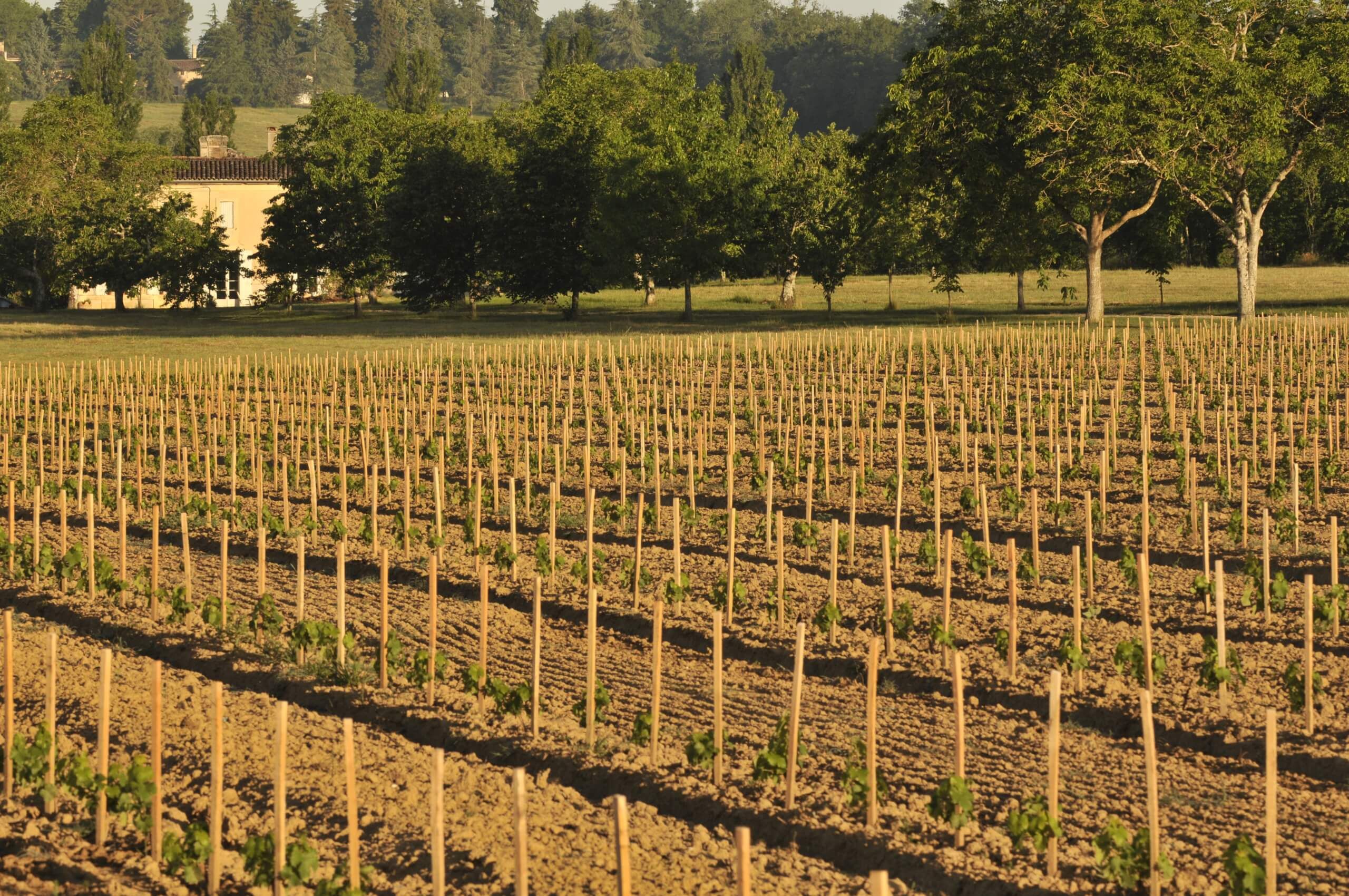 Famille Ducourt - Ducourt