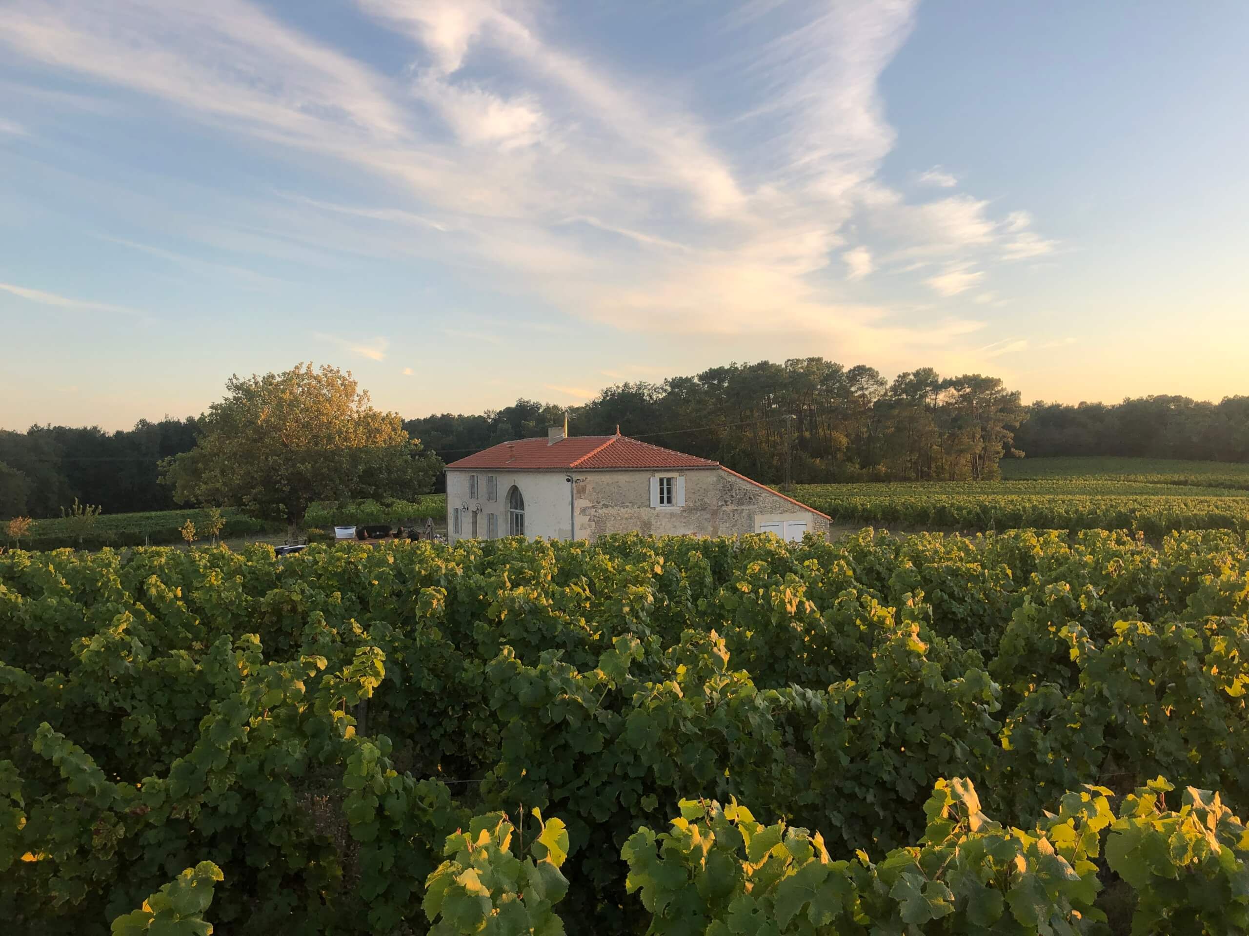 Vue du Château La Rose Saint Germain depuis les vignes
