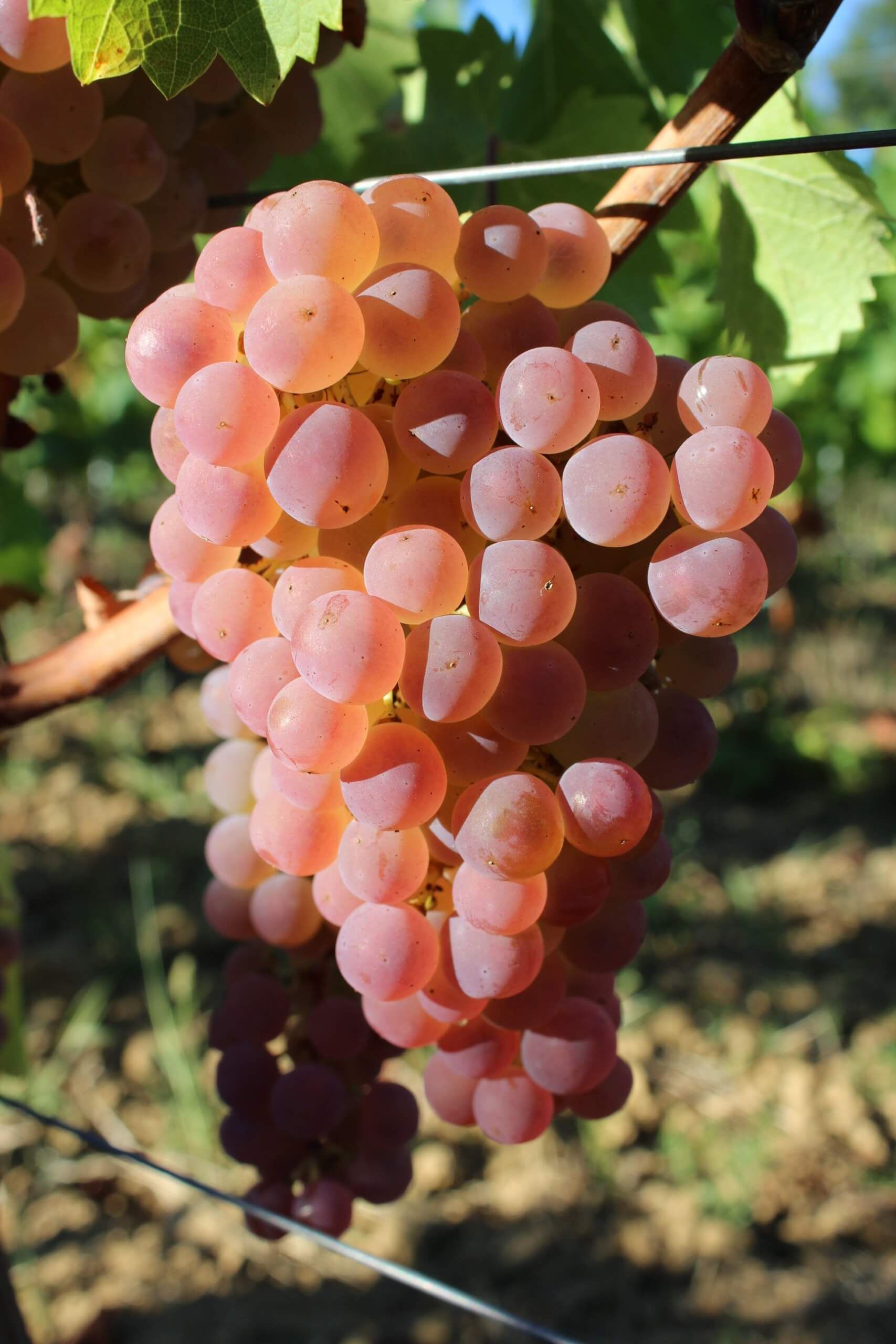 Métissage - Ducourt