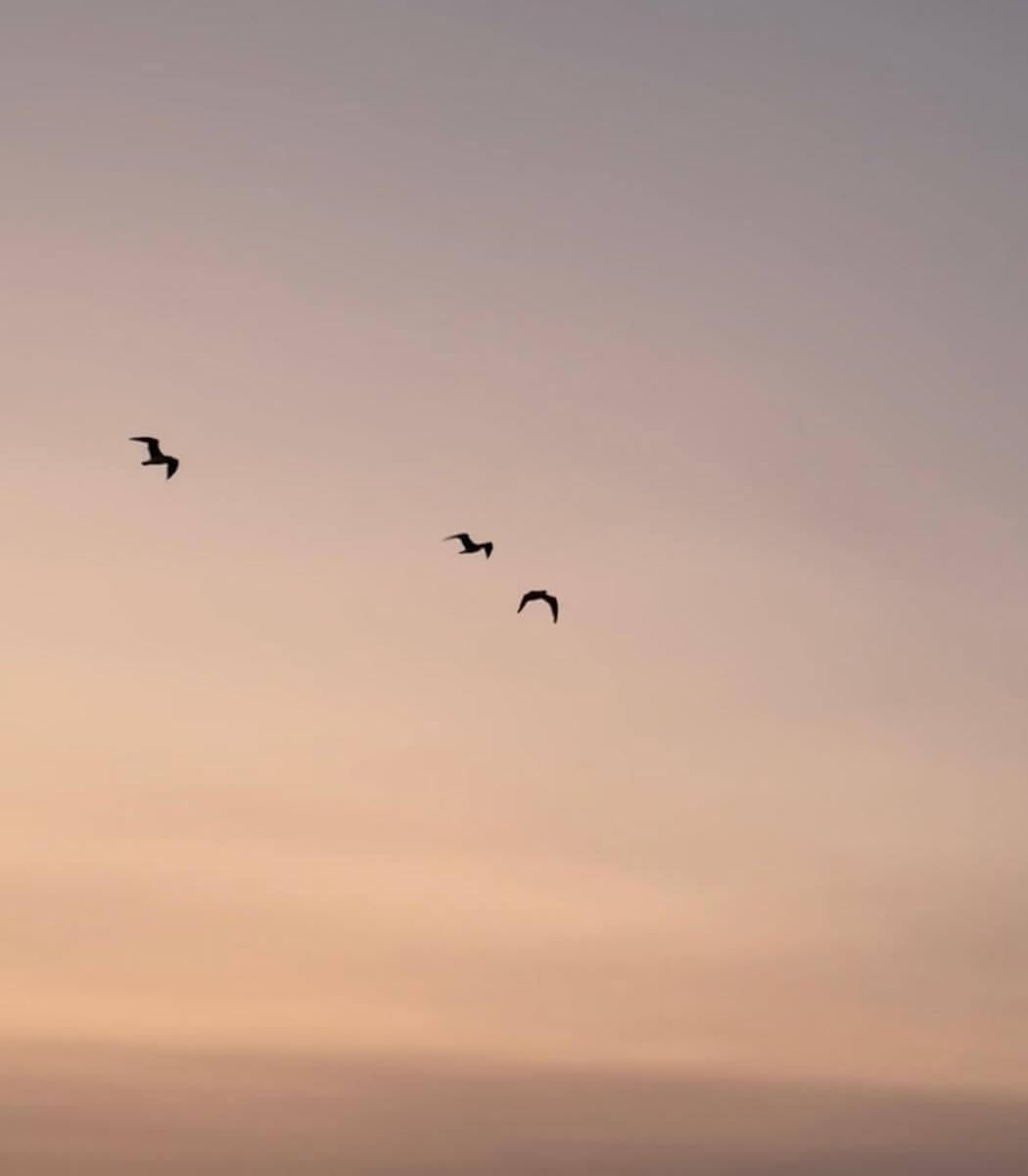 Le Chant des Sirènes - Ducourt
