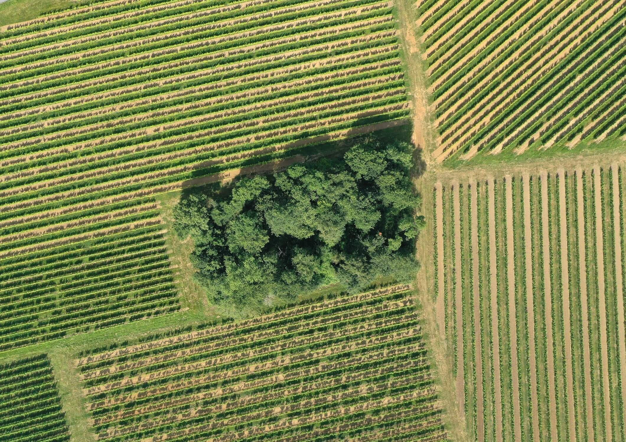 Vue aérienne des vignes du Château Redon
