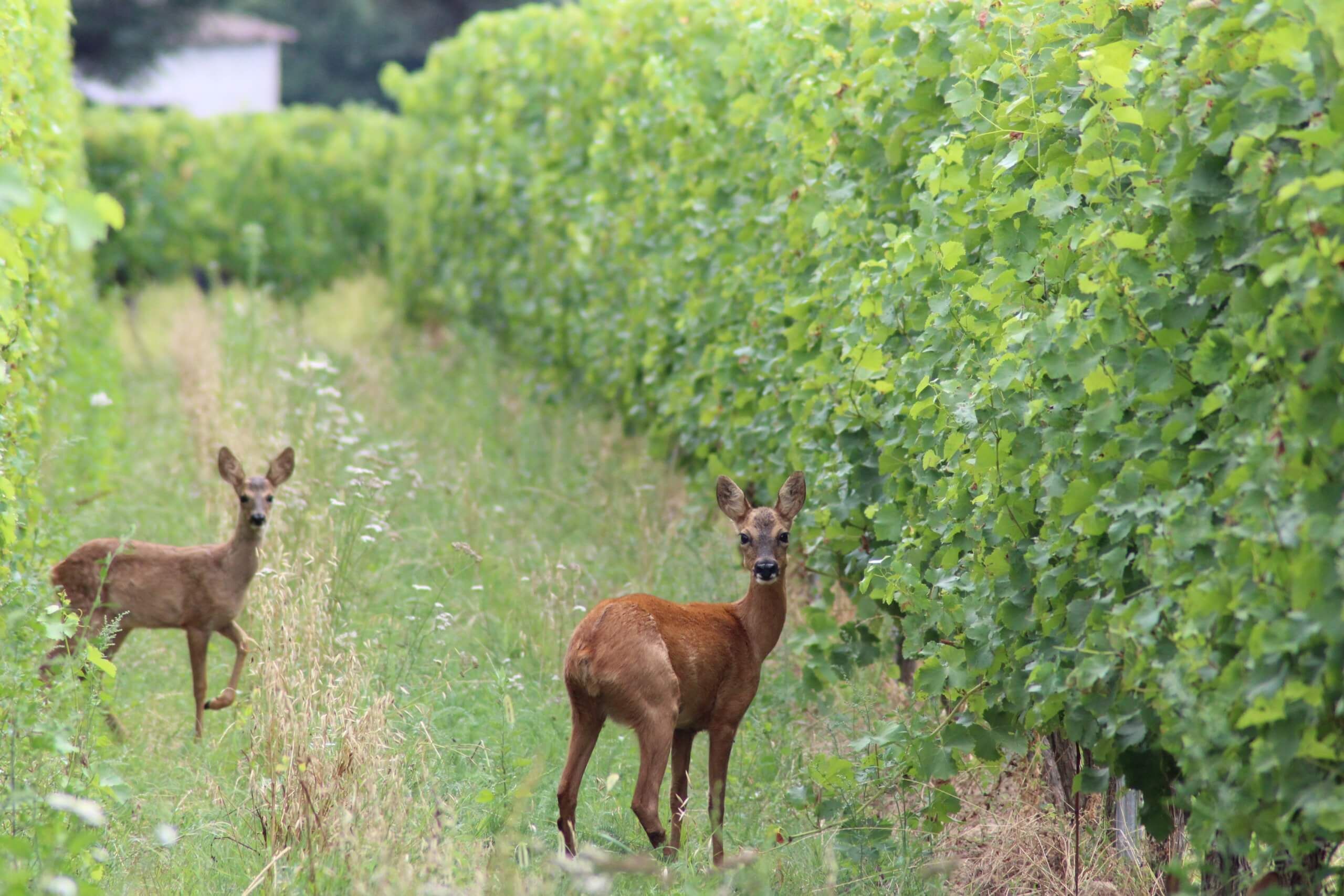 Nos engagements - Ducourt
