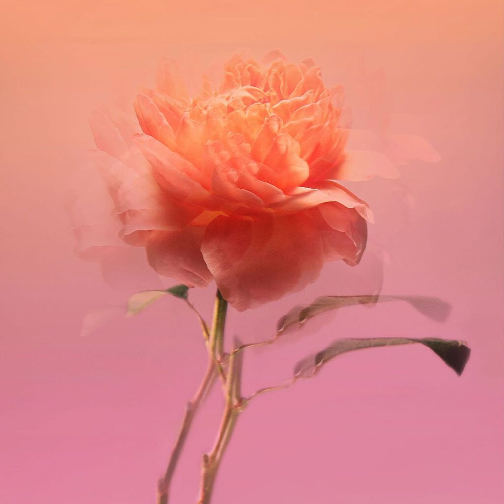 Eau de Parfum Impadia – Bild 3
