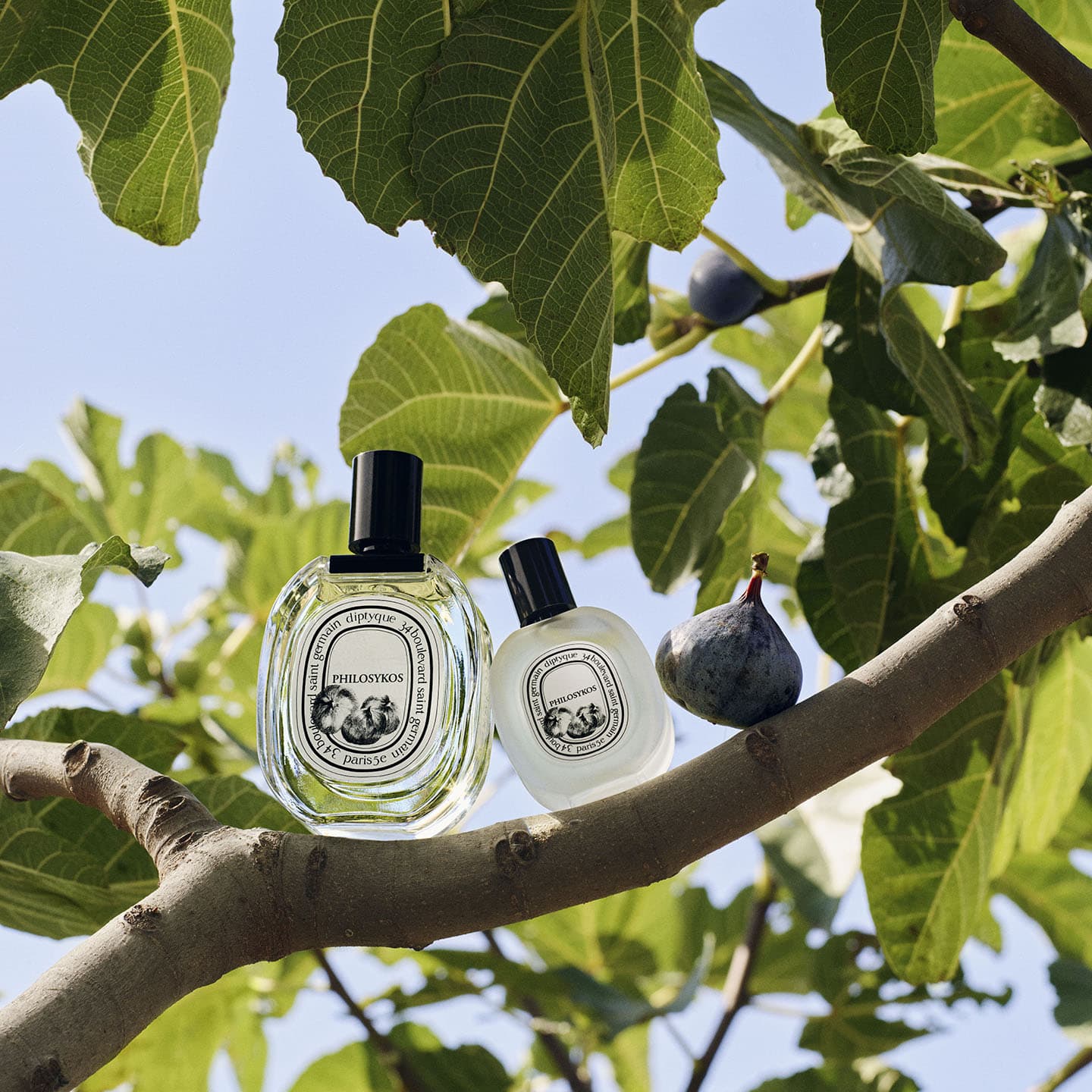 Haarparfum Philosykos – Bild 3