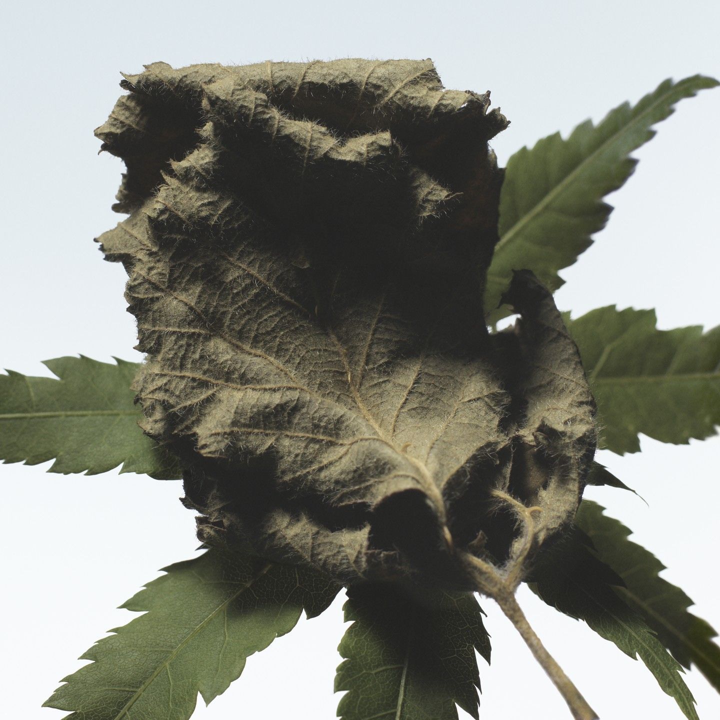 Eau de Parfum Cannabis Patchouli – Bild 5