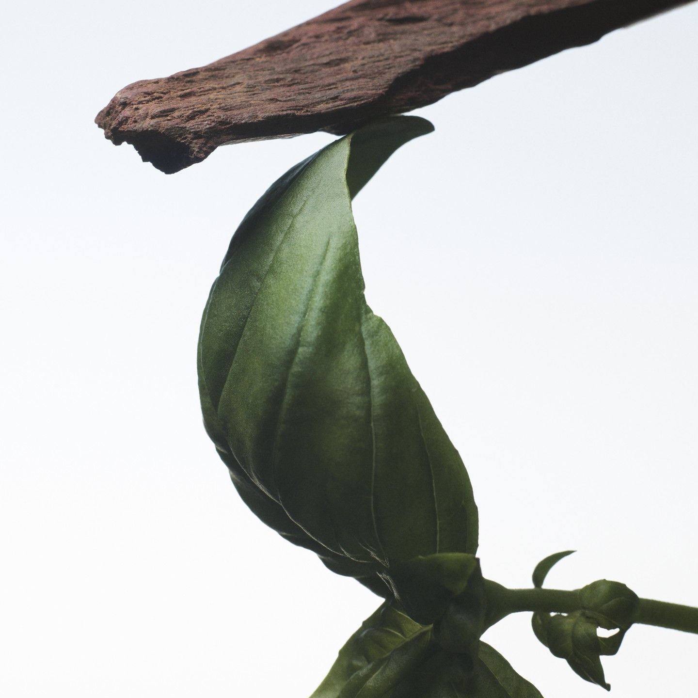 Eau de Parfum Crazy Basil – Bild 5