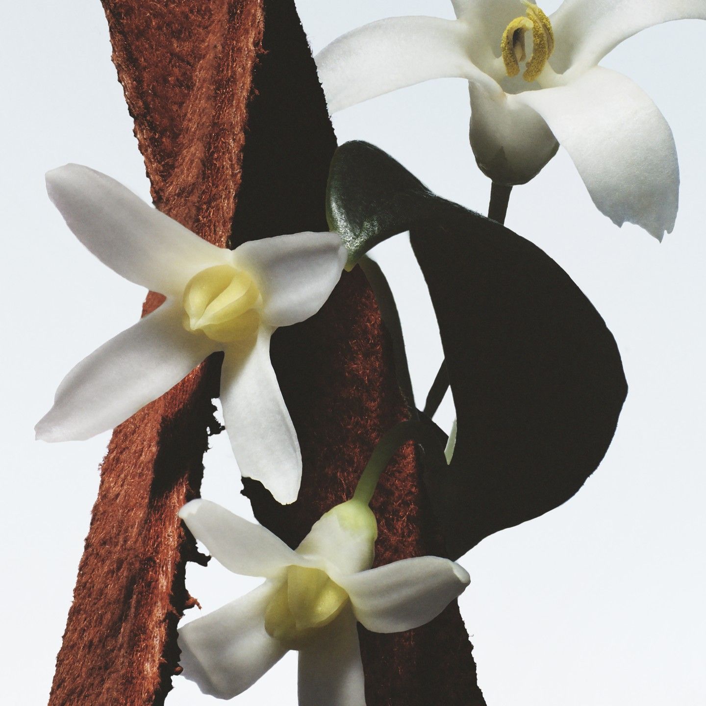 Eau de Parfum Fleur du Mal – Bild 5