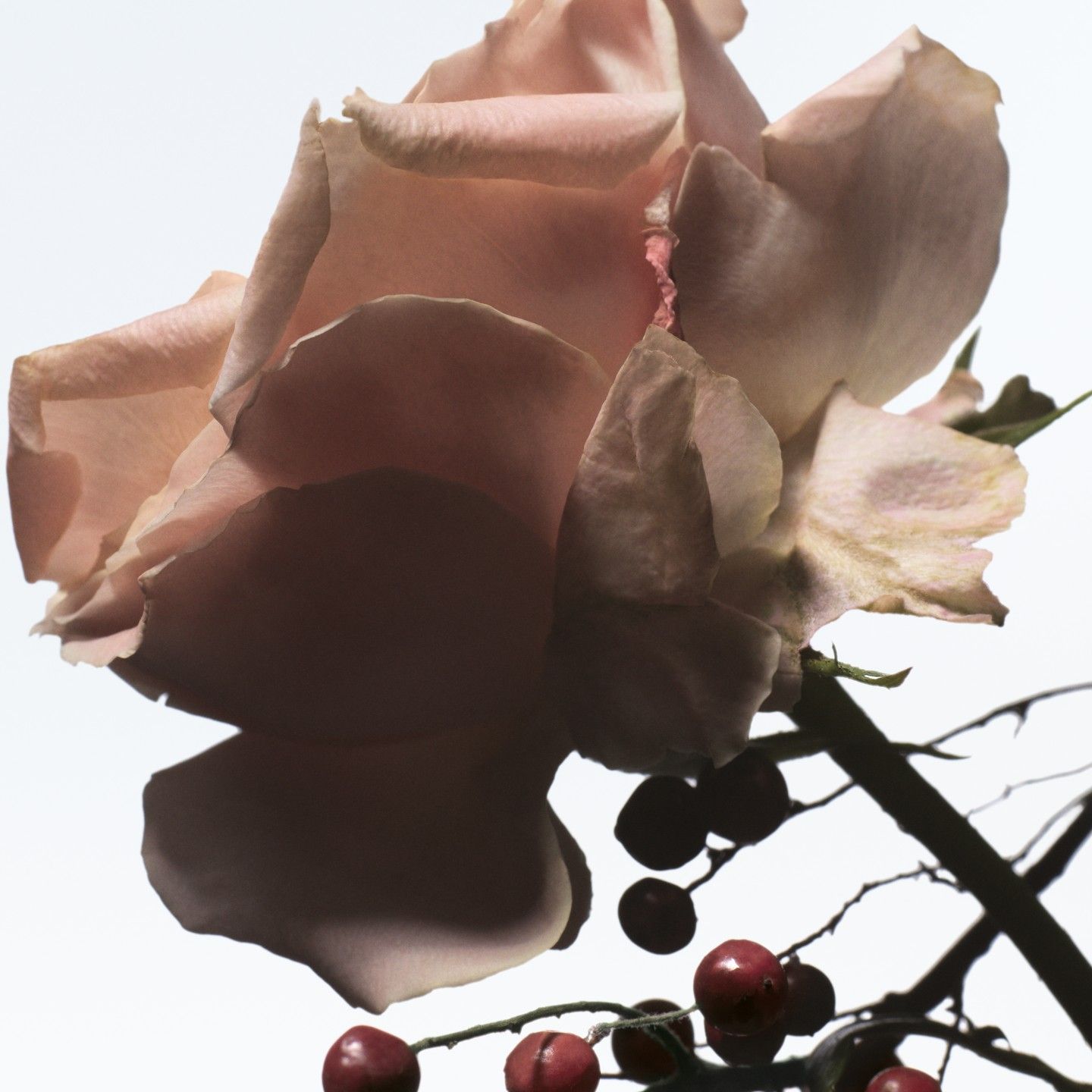 Eau de Parfum Raving Rose – Bild 5