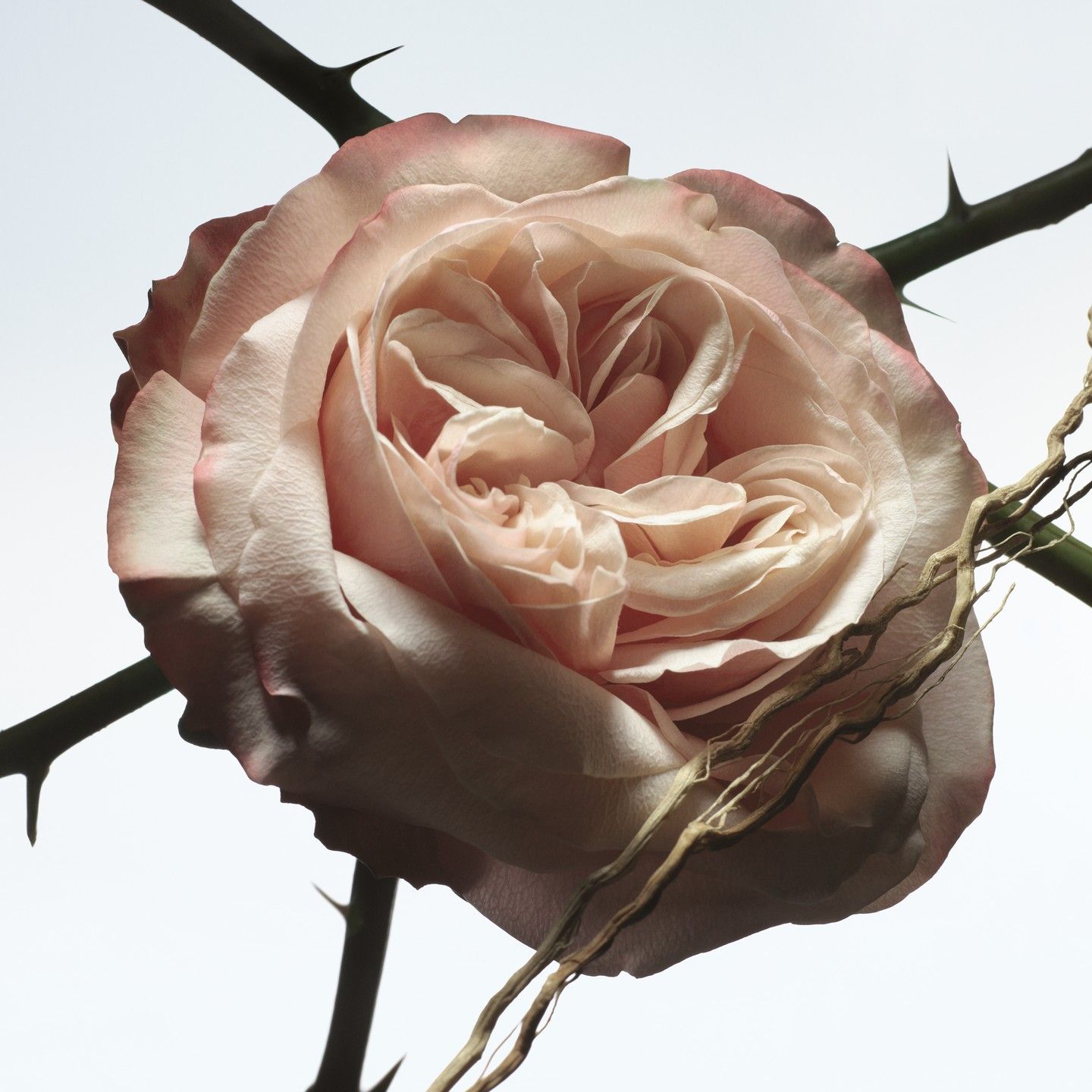 Eau de Parfum Rose Carnivora – Bild 5