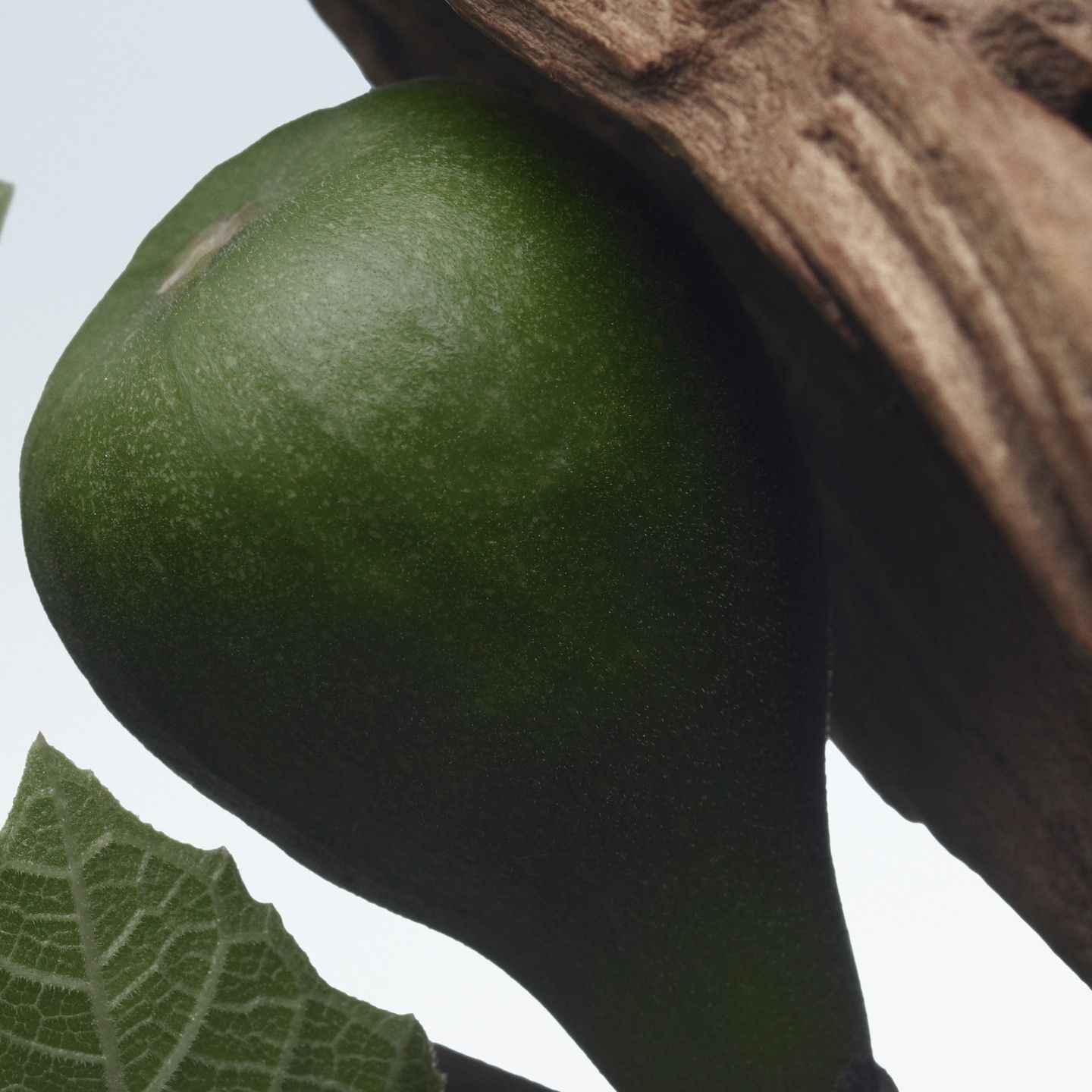 Eau de Parfum Santal Greenery – Bild 5