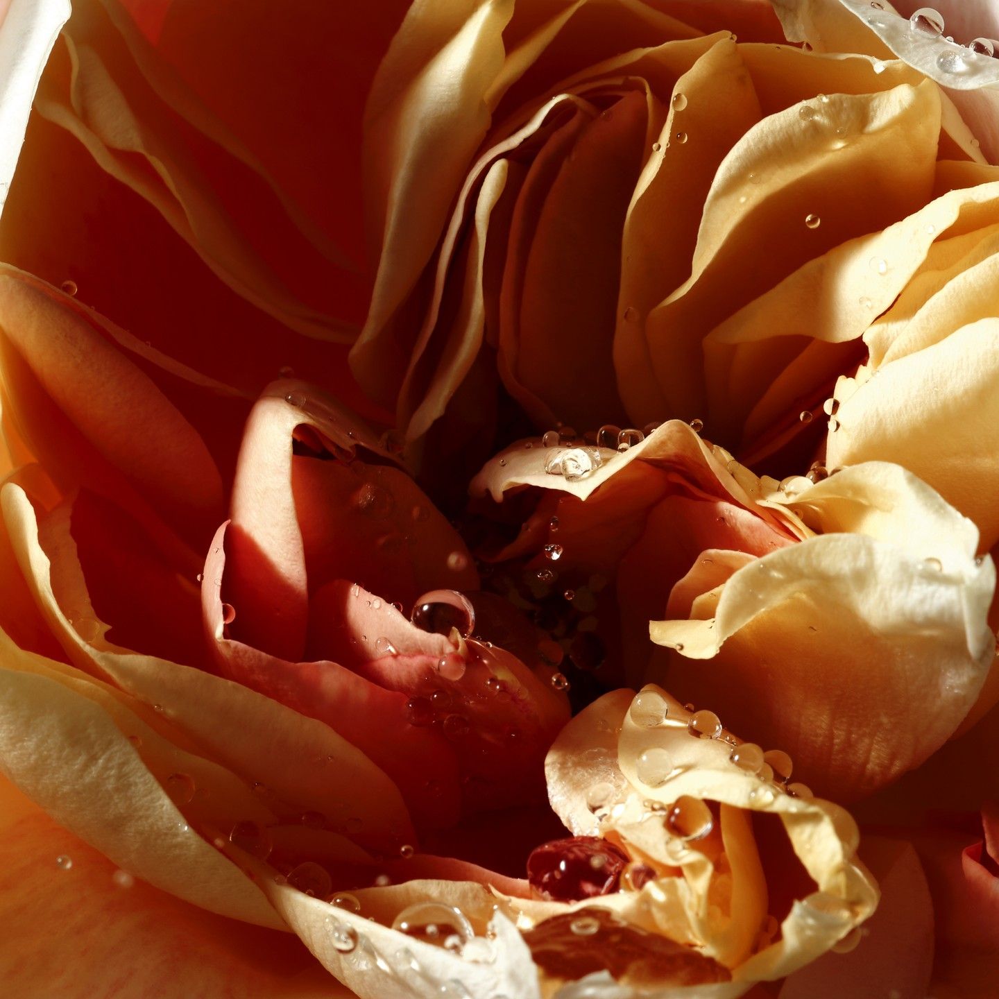 Flüssigseife Pepper & Rose – Bild 3