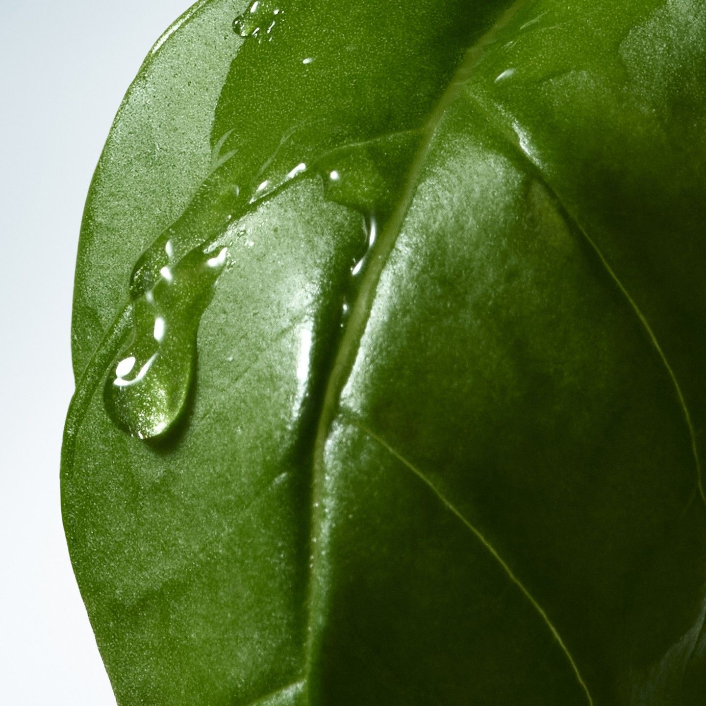 Handcreme Basil & Hinoki – Bild 2