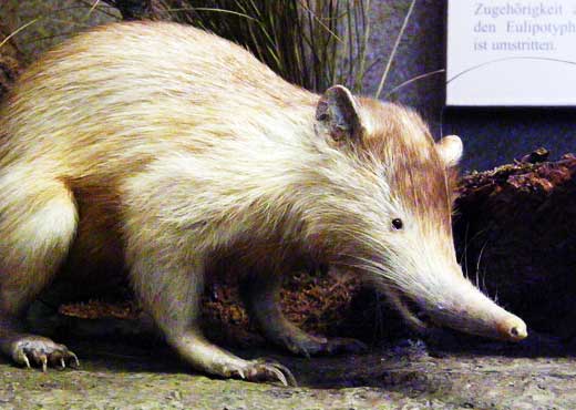 The endangered animal known as Hispaniolan solenodon; looks like one of the characters from Fraggle Rock