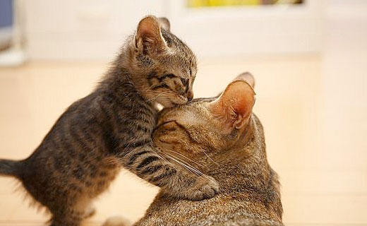 Alert: Cute cat picture