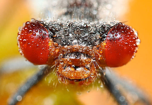 Absolutely stunning photographs of dragonflies, beetles and other insects caught in the early hours of morning