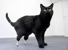 Oscar, the black bionic British cat with green eyes now has two prosthetic feets