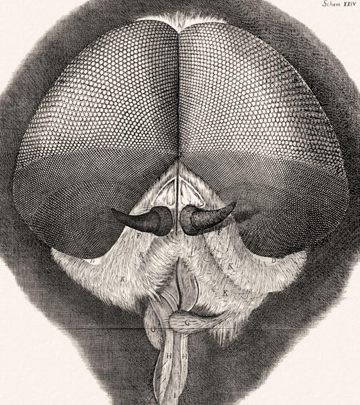 An illustration of a fly's head by Robert Hooke found in his 1665 publication, Micrographia