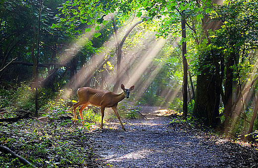 Beautiful moment caught by Malcolm MacGregor at Radnor Lake in Nashville, Tennessee