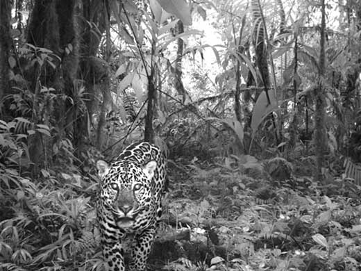 A Jaguar snapped by a camera trap on the volcano Volcán Barva in Costa Rica
