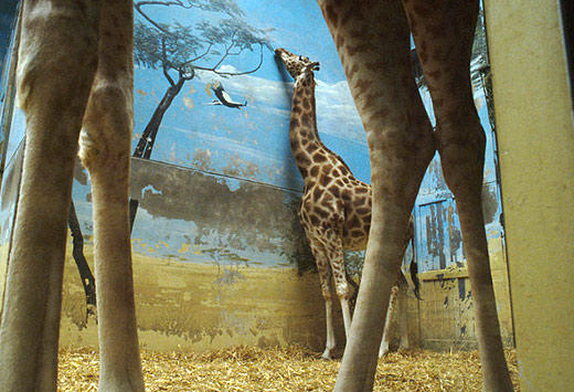 A picture so heartbreaking I feel like I owe every animal in every zoo an apology