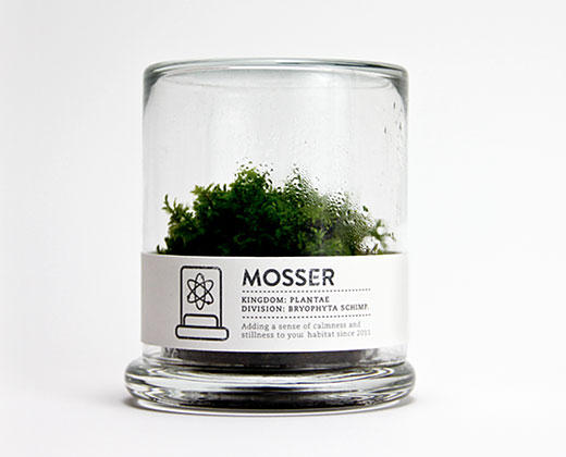 Hand cultivated moss for your growing pleasure