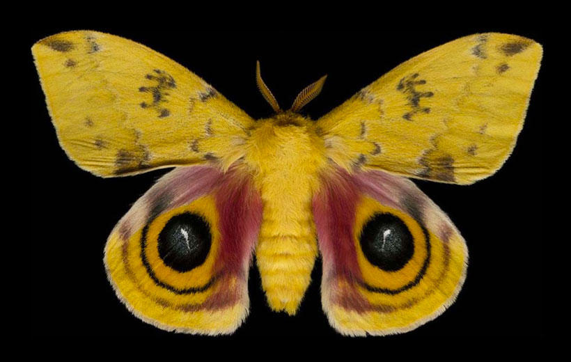 Stunning pictures of moths by Jim des Rivières