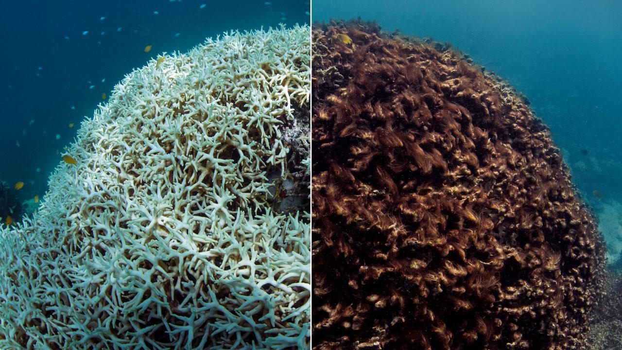 Before and after images of coral at Lizard Island on the Great Barrier Reef