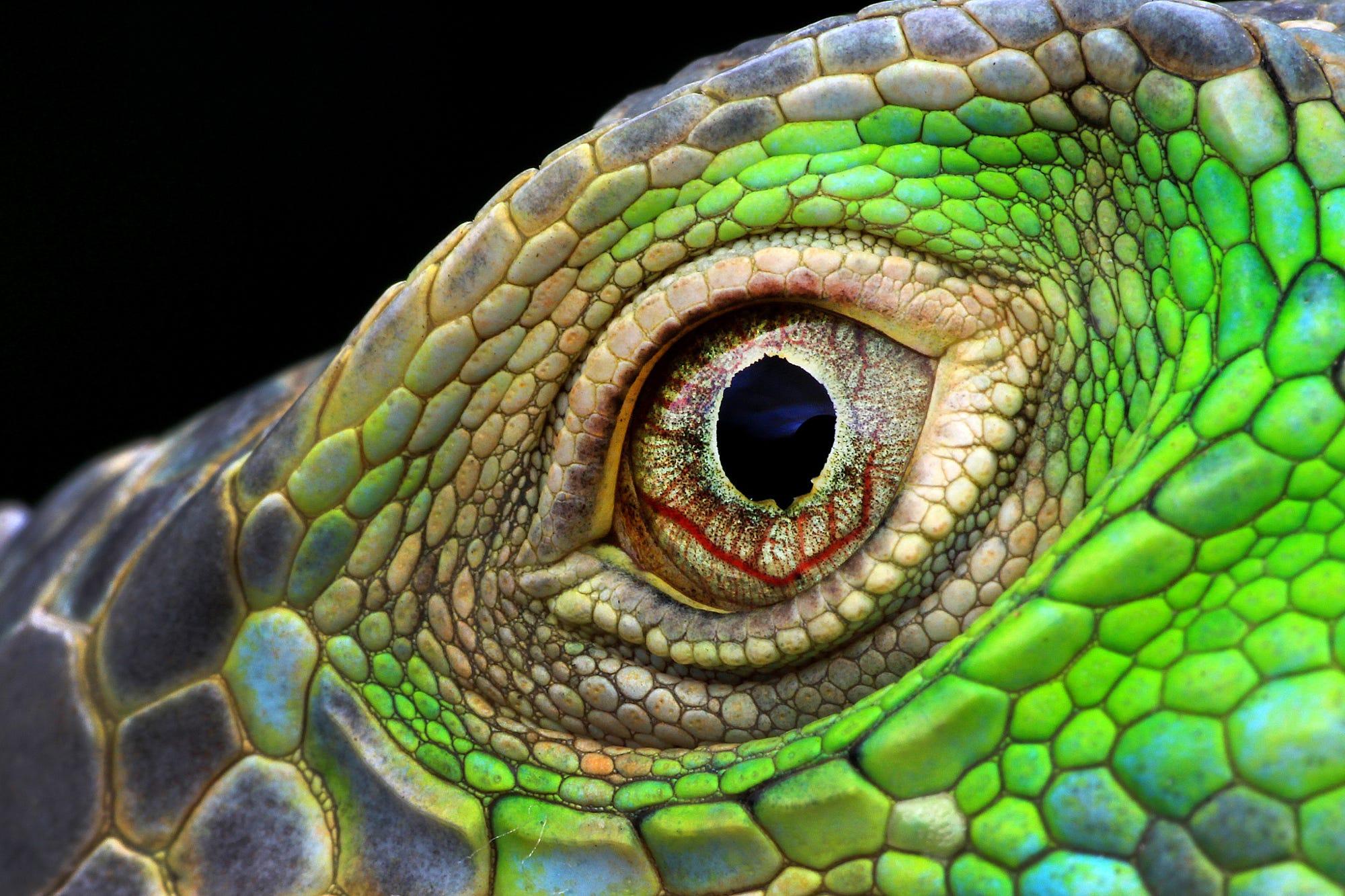 A supreme close-up of an iguana's eye by amateur Indonesian photographer Muhammad Roem