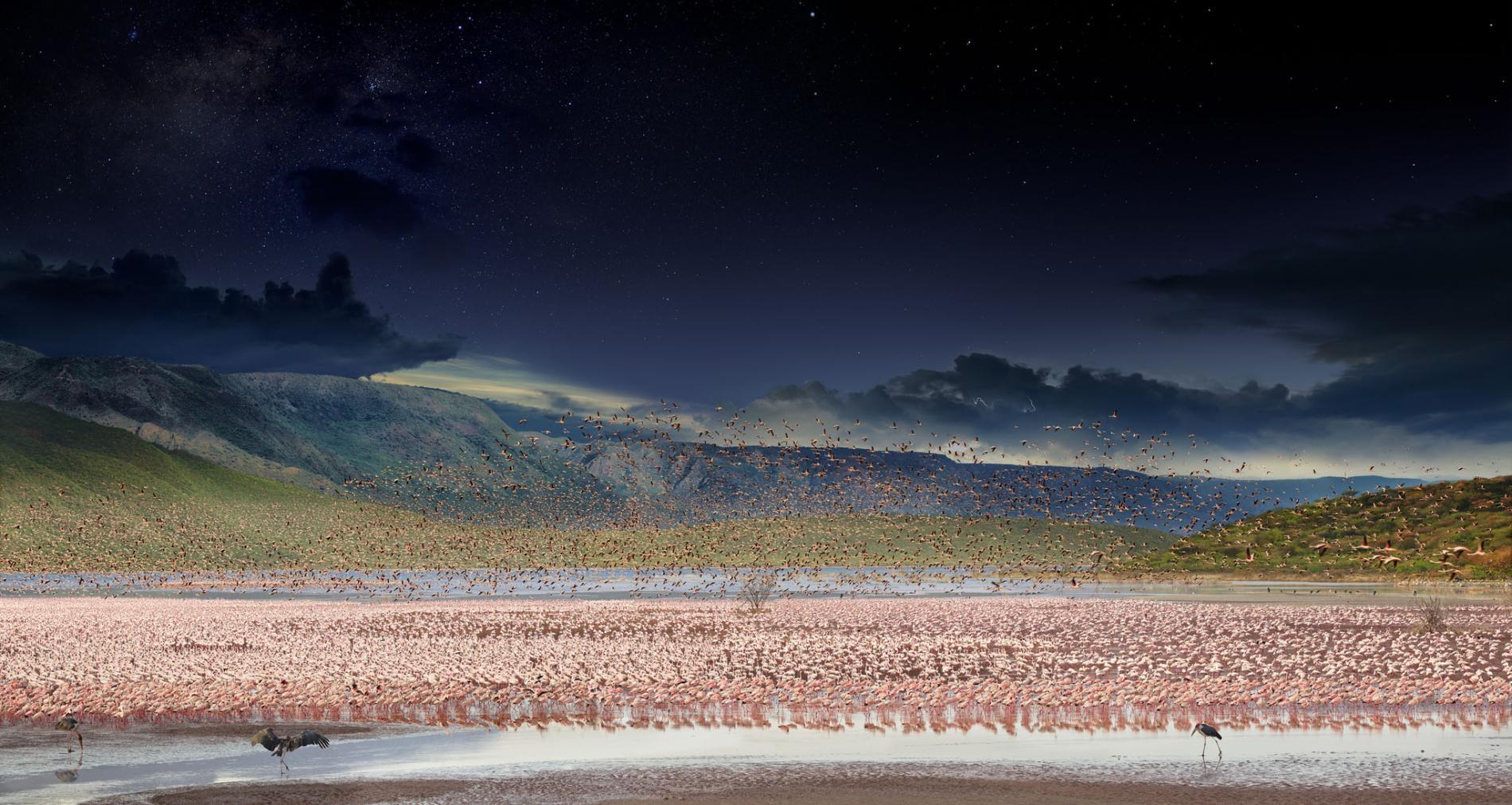Stephen Wilkes for National Geographic — "The Epic Journeys of Migratory Birds"