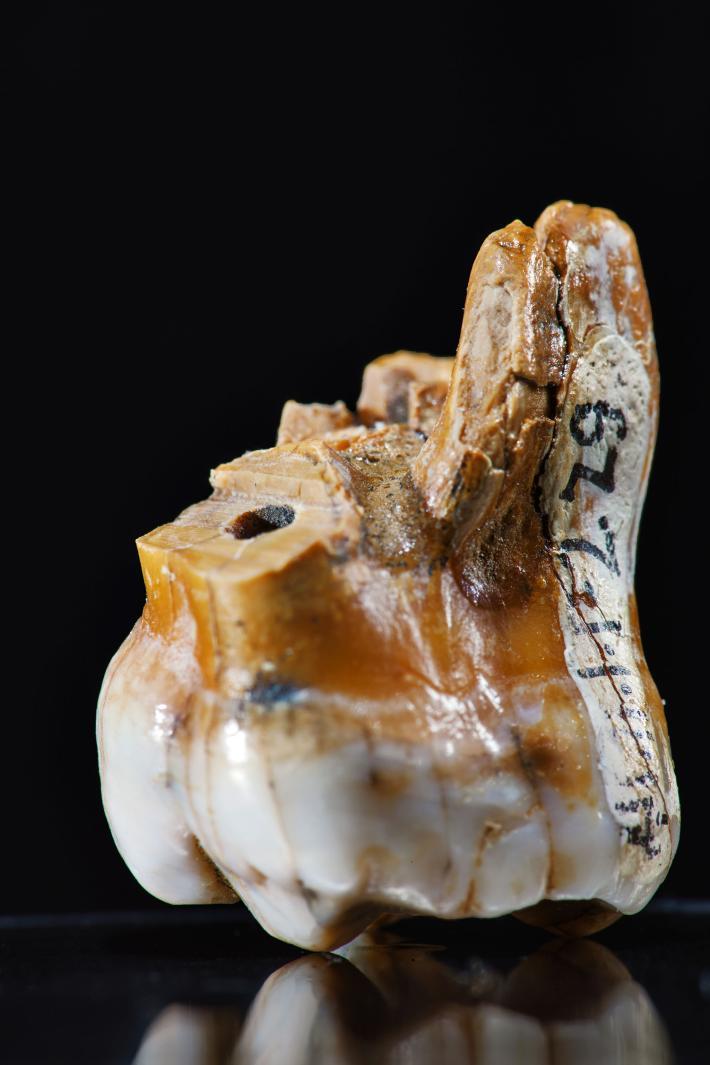 Denisovan teeth