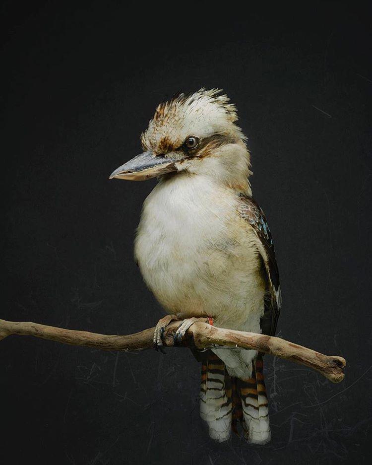 This Kookaburra is not actually alive, but that'd be hard to say from looking at this picture.