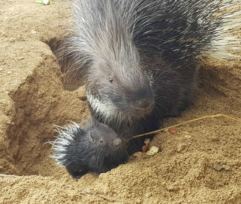 A baby and parent porcupine a zoo