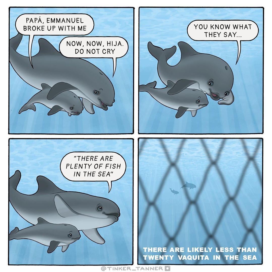 The single most serious threat to the vaquita, and the cause for its rapid decline, is the use of gillnets in the vaquita habitat The single most serious threat to the vaquita, and the cause for its rapid decline, is the use of gillnets in the vaquita habitat