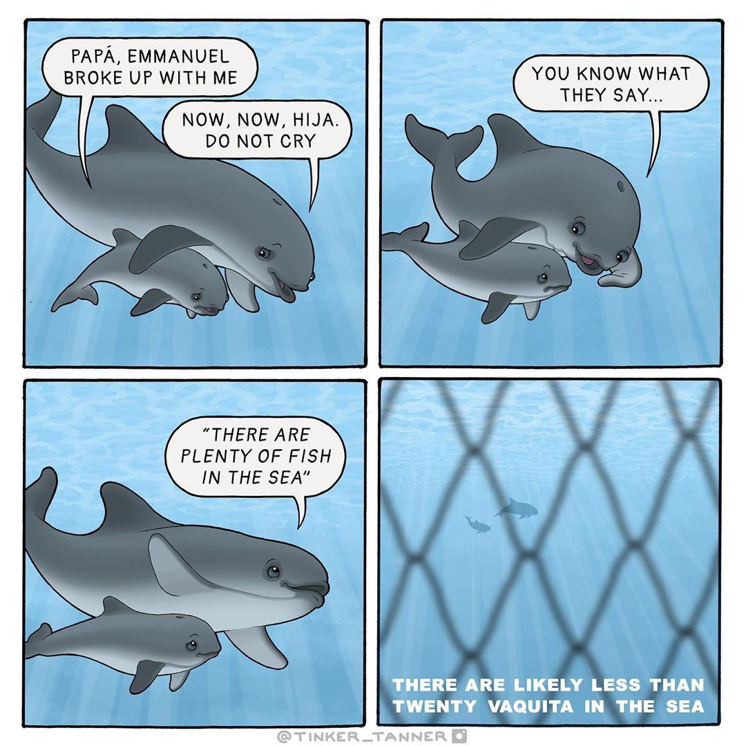 The single most serious threat to the vaquita, and the cause for its rapid decline, is the use of gillnets in the vaquita habitat