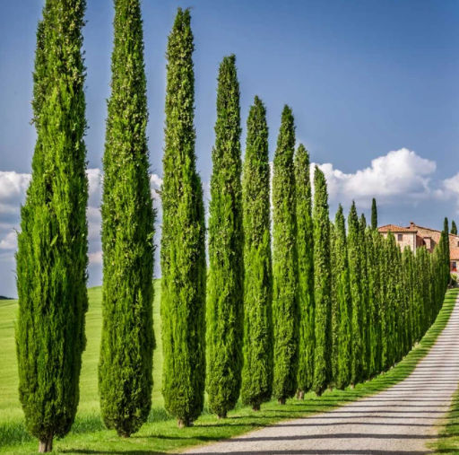 Dwarf vs Regular Italian Cypress Trees