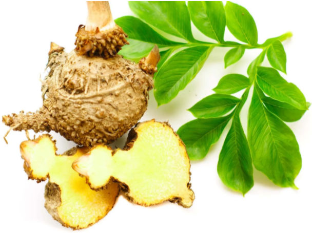 Weight Loss With Glucomannan Fiber