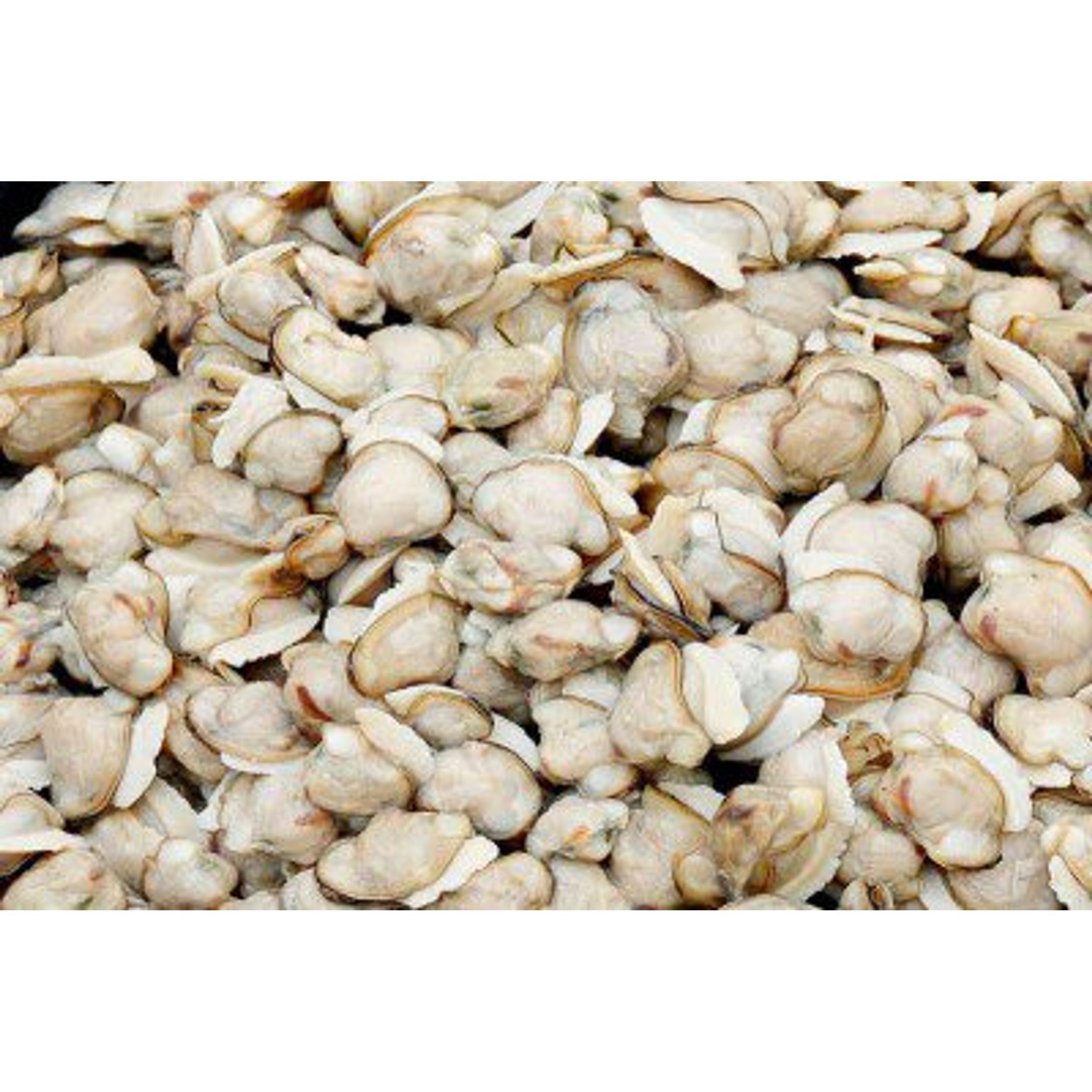 Order Clam Meat Online From Catch of the Day ,Mumbai