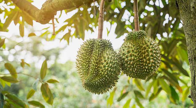 Durian festival in Penang