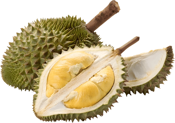 Scenic view of a lush durian orchard in Penang with trees laden with fruit