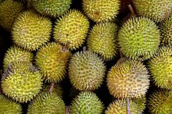 Kebun durian